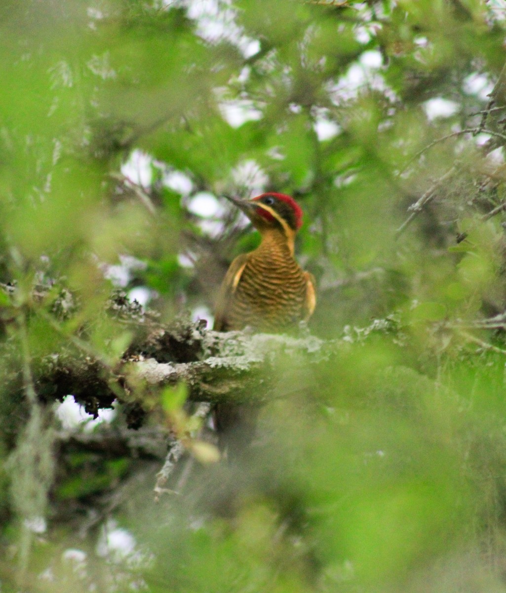 Golden-green Woodpecker - ML374831161