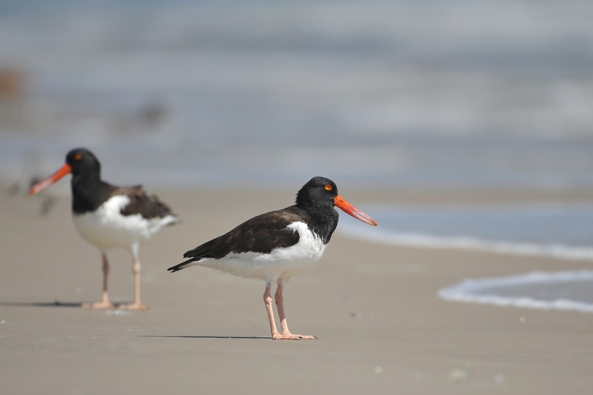 American Oystercatcher - ML37483121