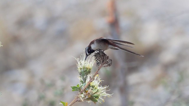 Sivri Sakallı Dağ Kolibrisi (albolimbata) - ML374831421