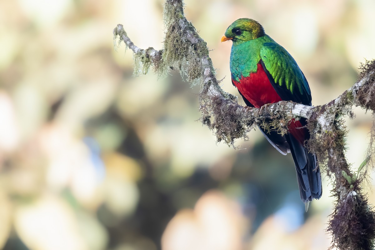 Golden-headed Quetzal - ML374831901