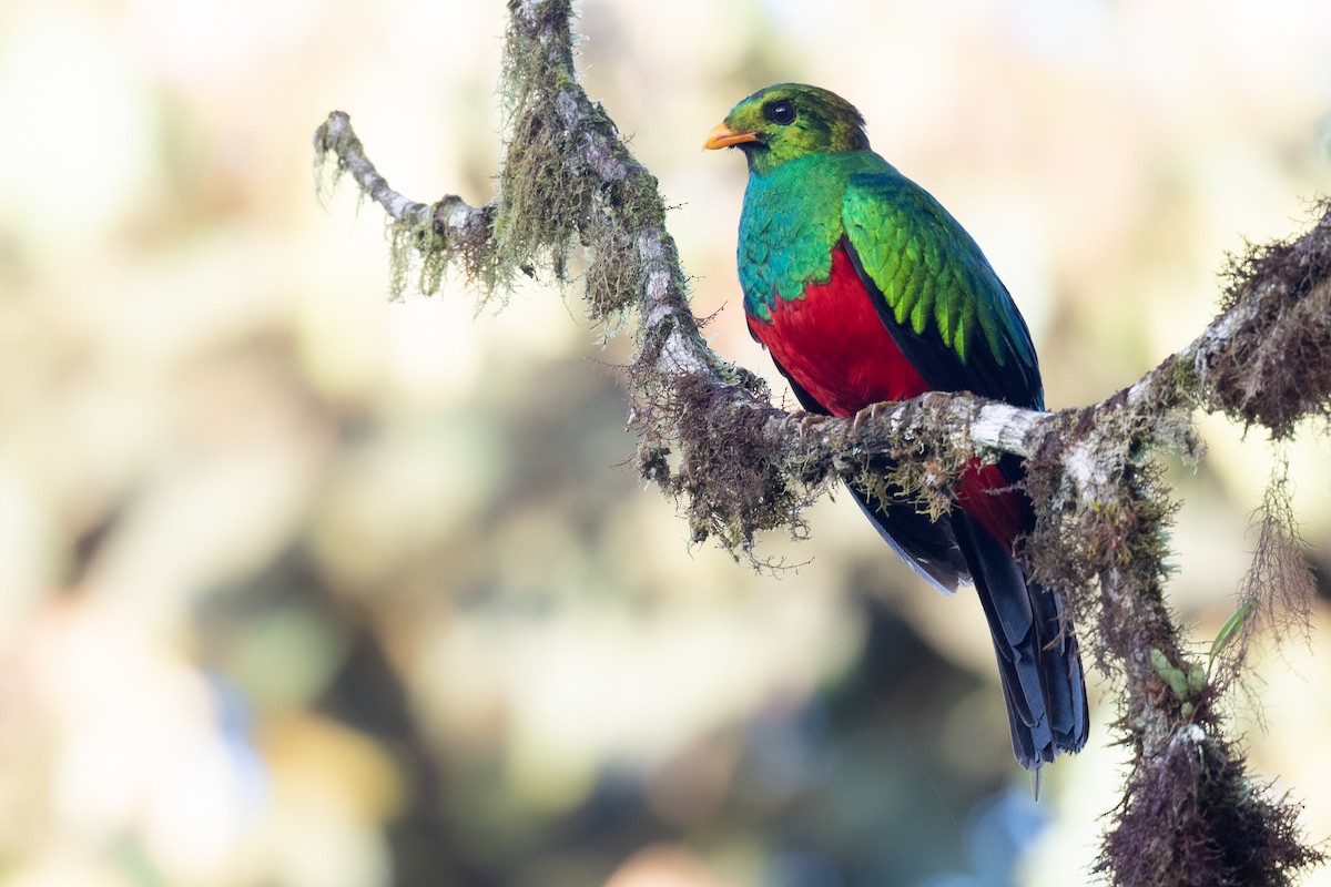 Golden-headed Quetzal - Ben  Lucking