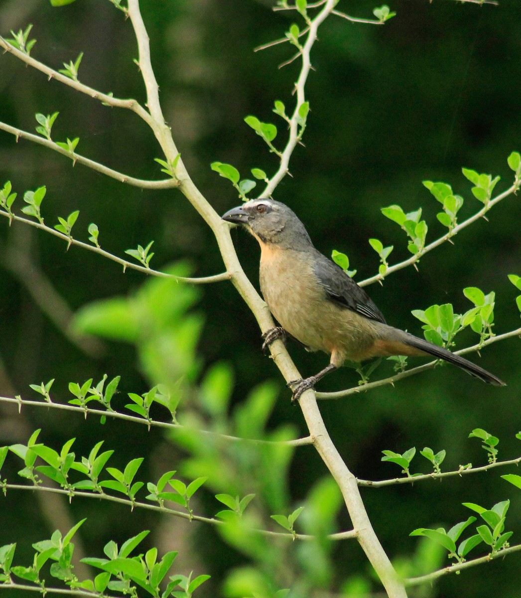 Bluish-gray Saltator - jesus  enrique