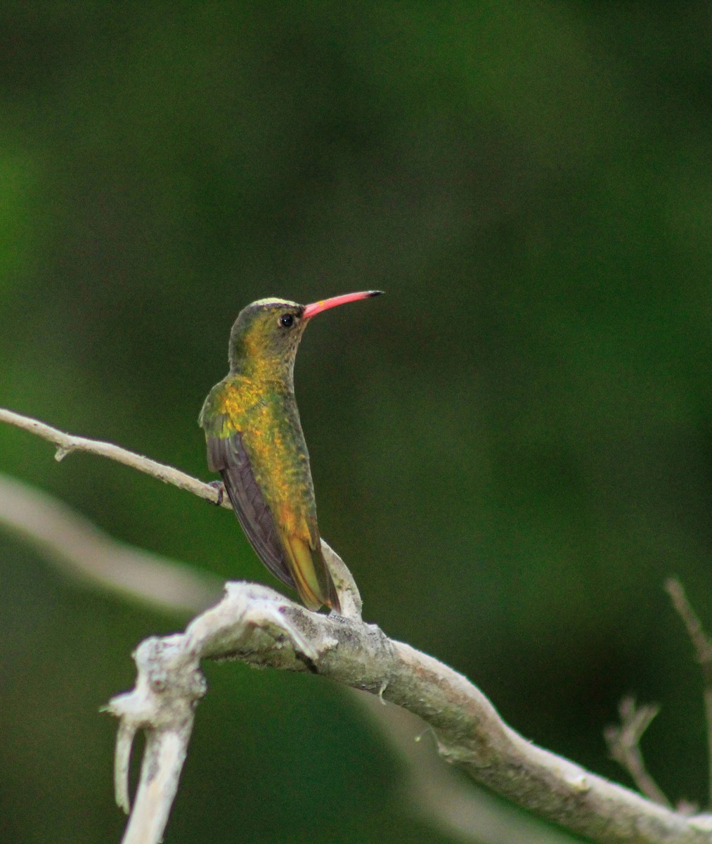 gyllenkolibri - ML374832171