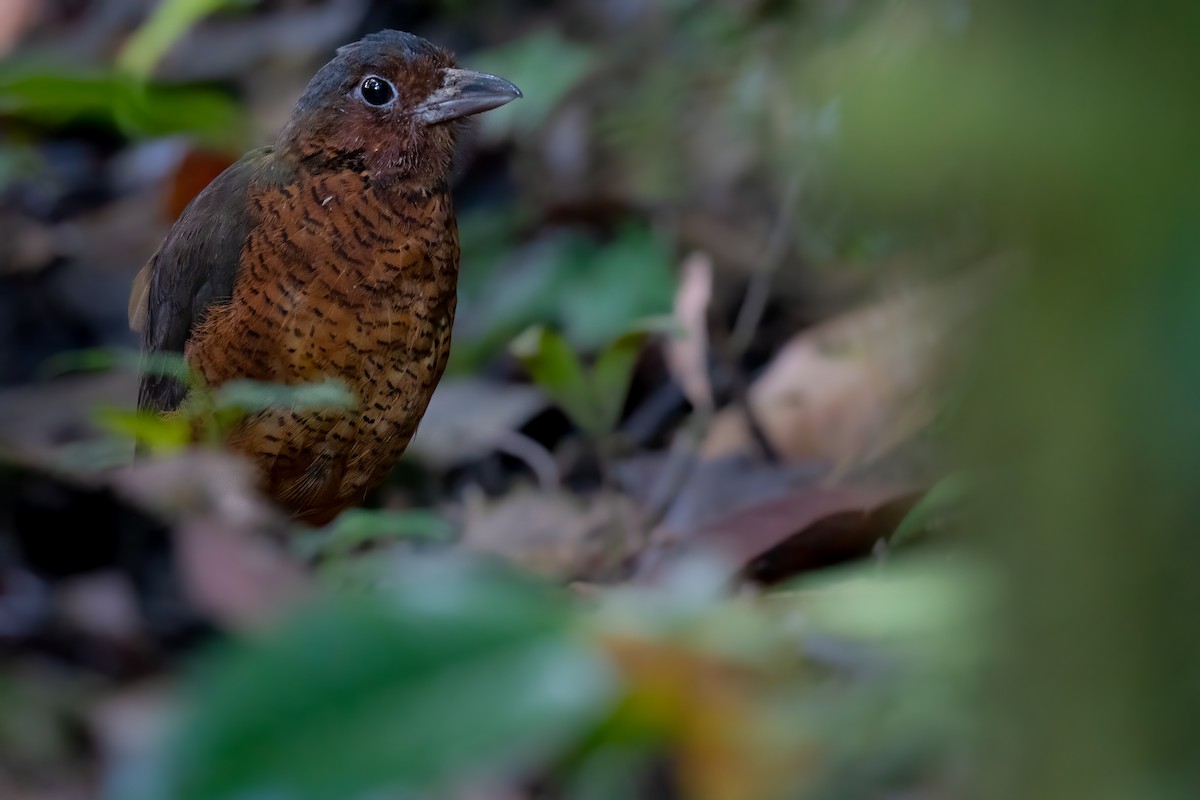 Giant Antpitta - ML374833011