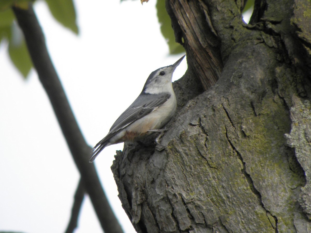 White-breasted Nuthatch - ML37483551