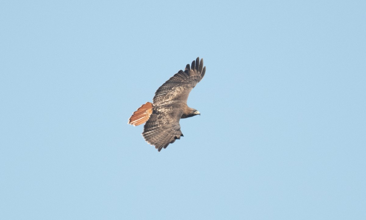 Buse à queue rousse (calurus/alascensis) - ML374836031