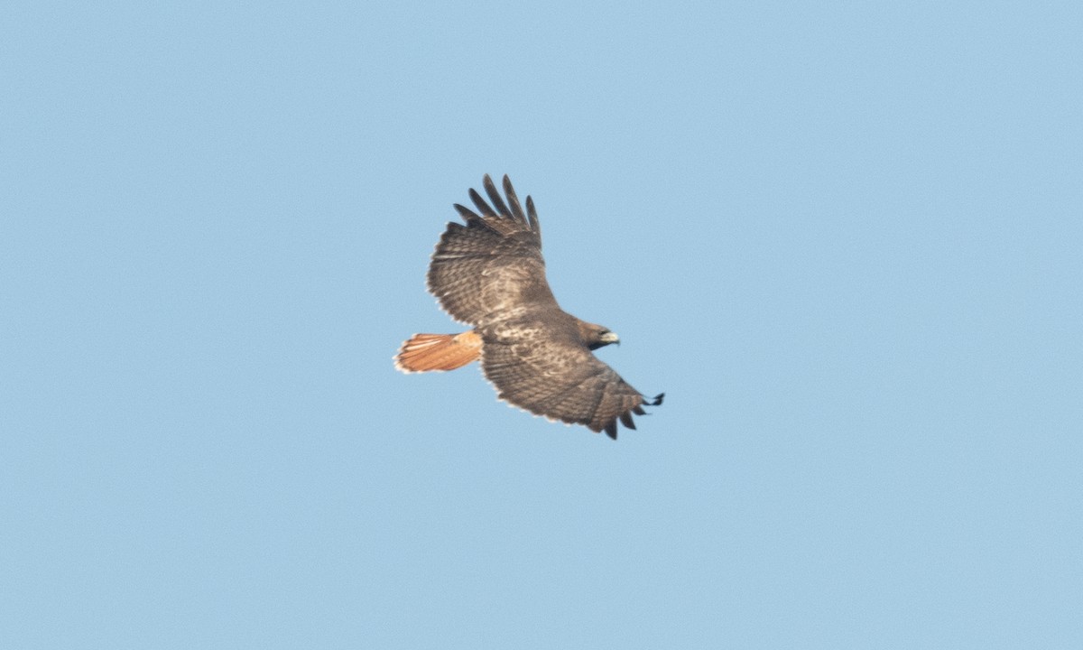 Buse à queue rousse (calurus/alascensis) - ML374836061