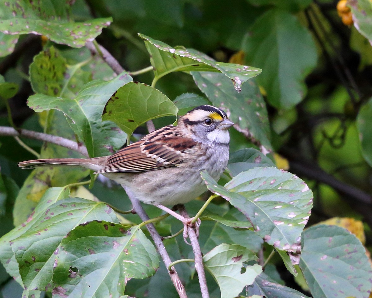 White-throated Sparrow - ML374836311