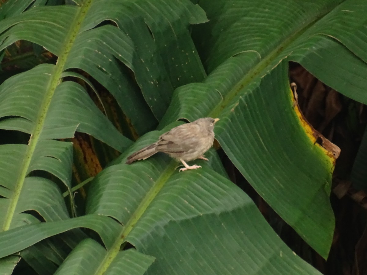 Jungle Babbler - ML374836421