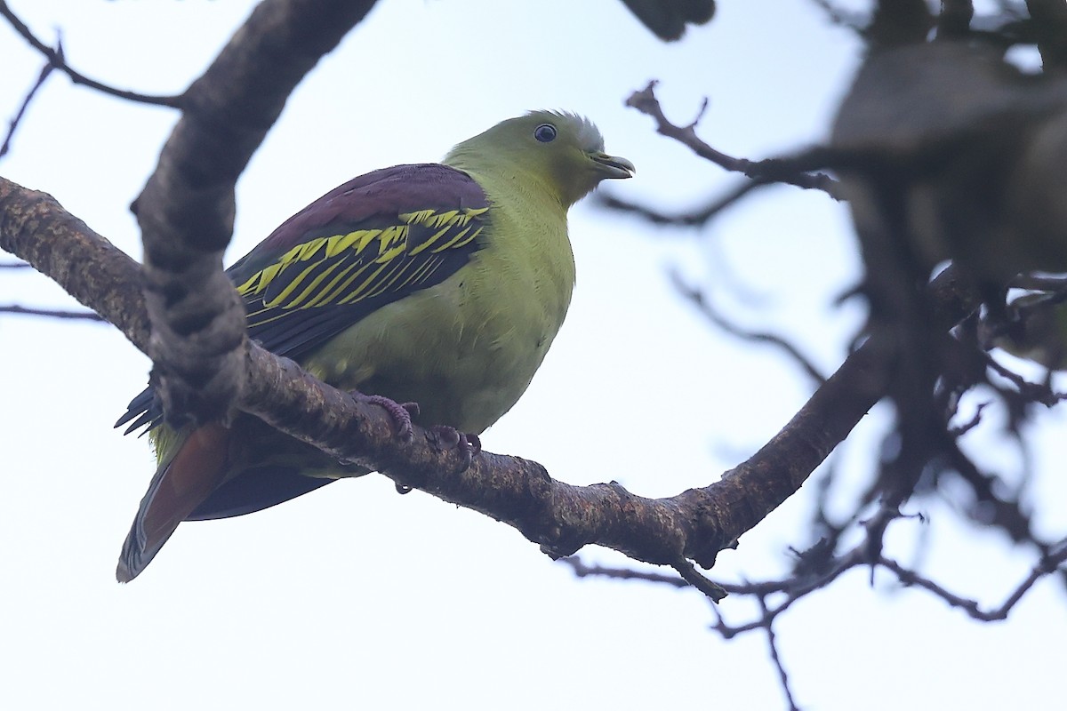 Gray-fronted Green-Pigeon - ML374837621