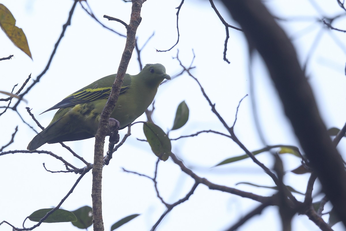 Gray-fronted Green-Pigeon - ML374837631