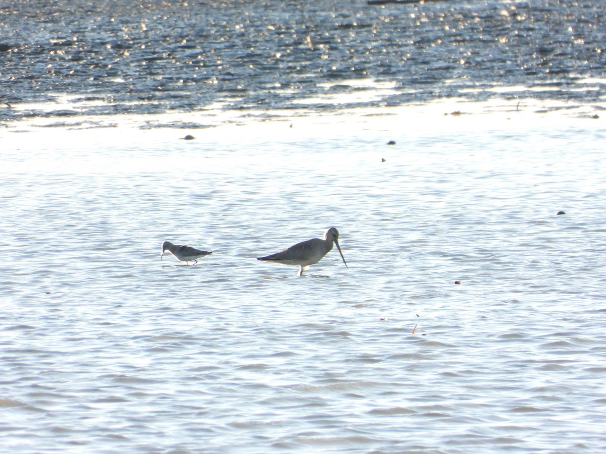 Hudsonian Godwit - ML374838351