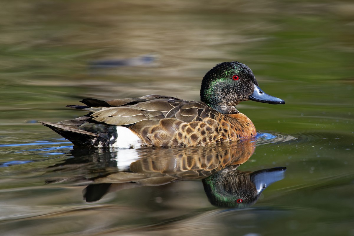 Chestnut Teal - Anonymous