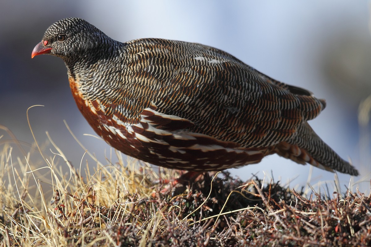 Snow Partridge - Krishnan Sivasubramanian