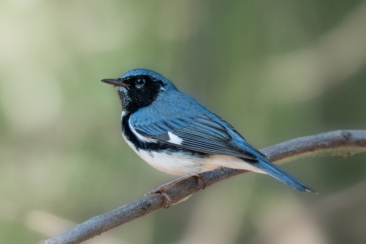 ノドグロルリアメリカムシクイ - ML374839751