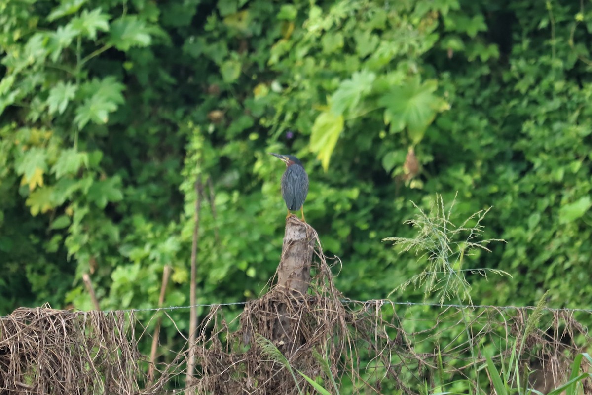 Green Heron - ML374839931