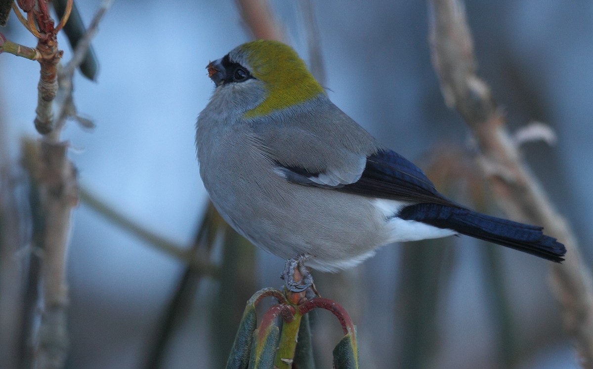 Red-headed Bullfinch - ML374839951