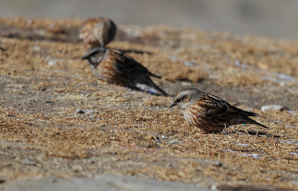 Altai Accentor - ML374840111