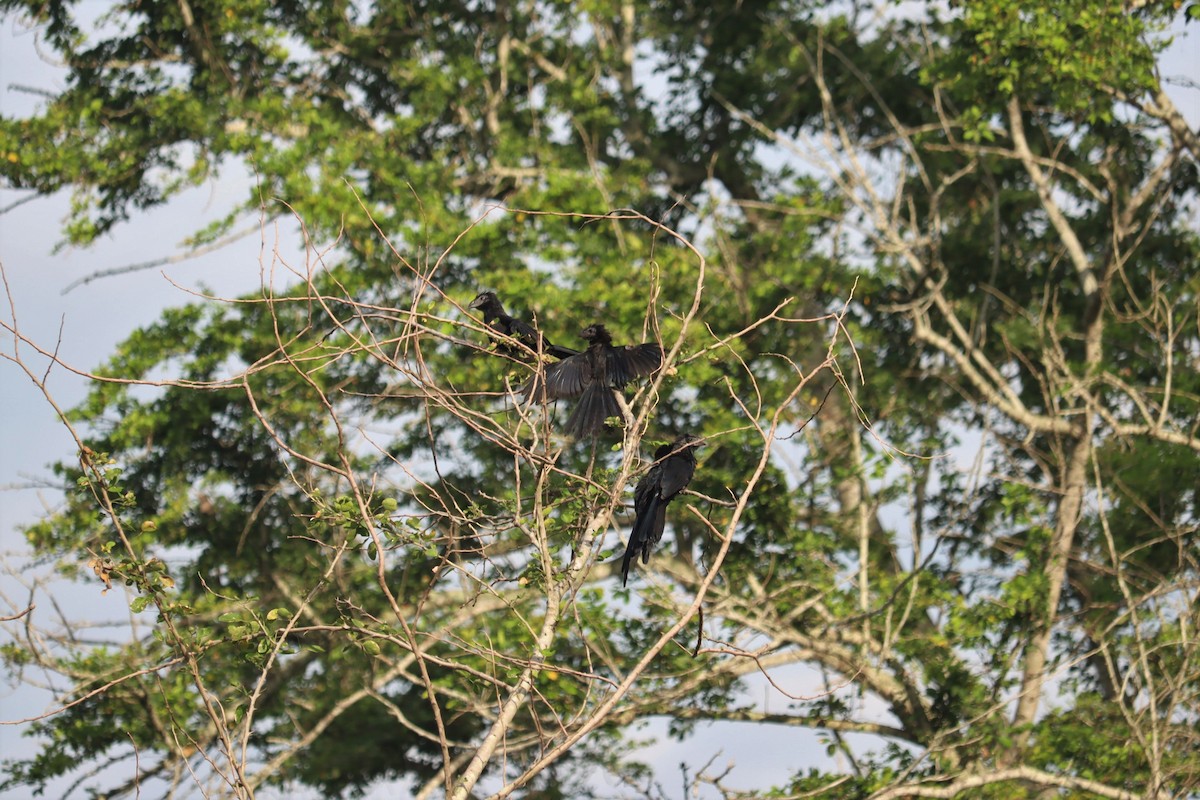 Groove-billed Ani - ML374840691