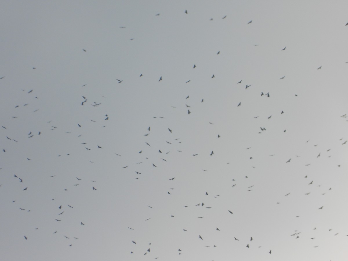 Broad-winged Hawk - ML374840871