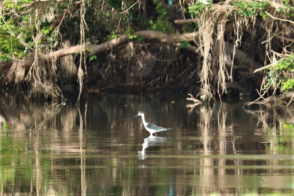 Black-necked Stilt - ML374841091