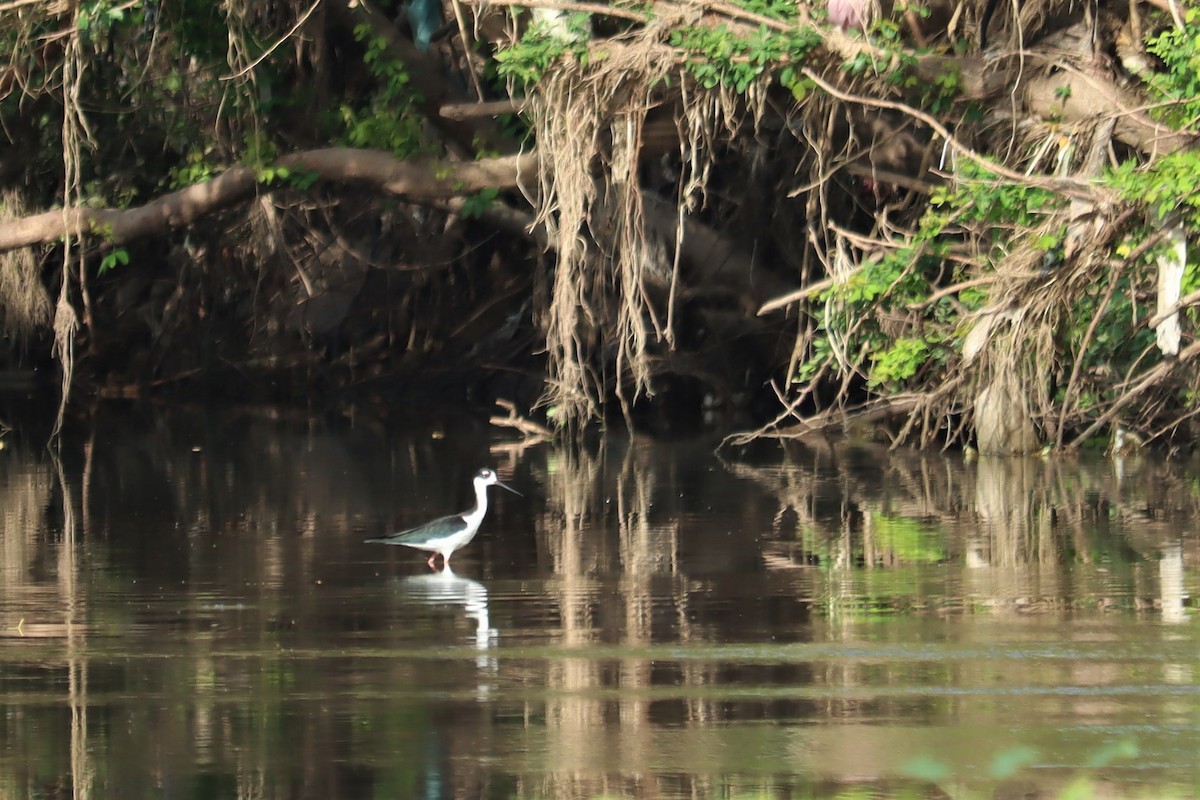 Black-necked Stilt - ML374841151