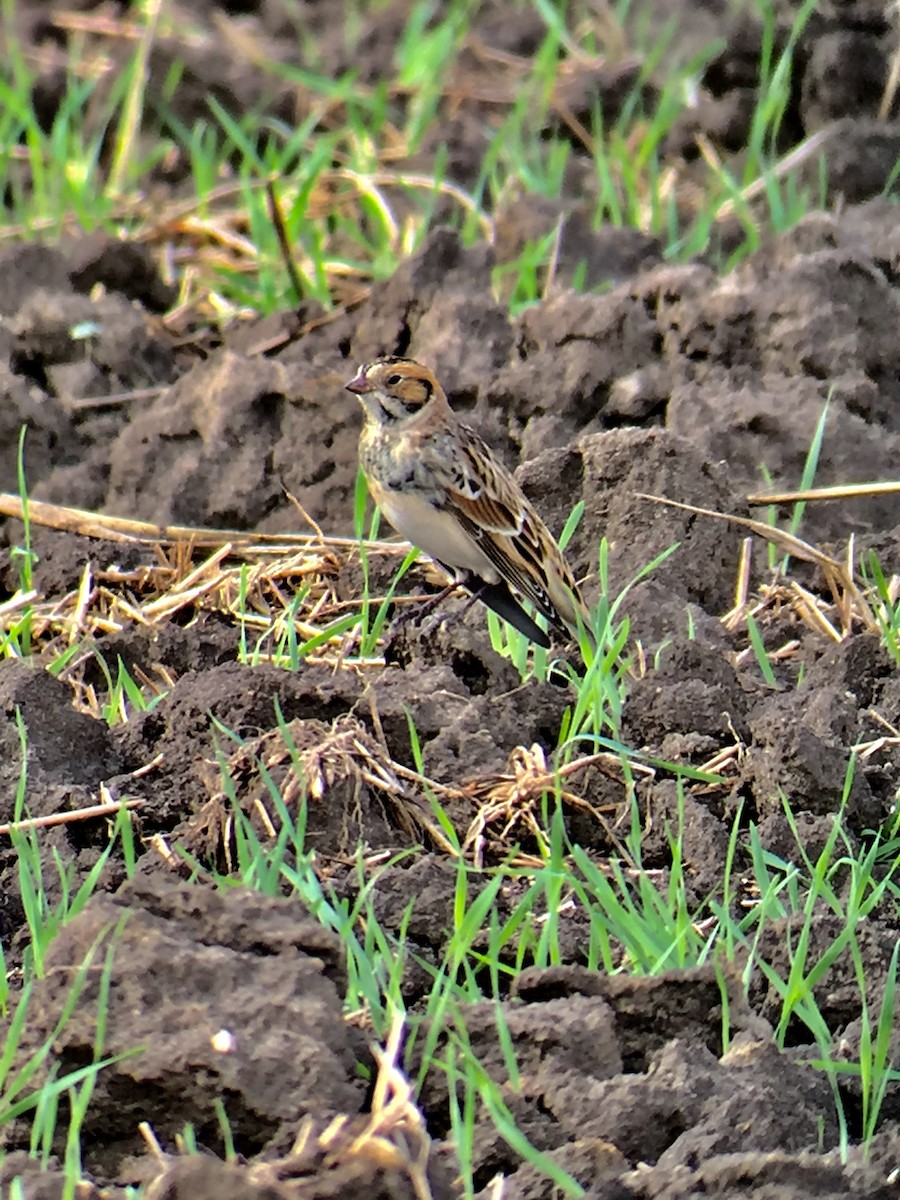 Lapland Longspur - Tim Cornish