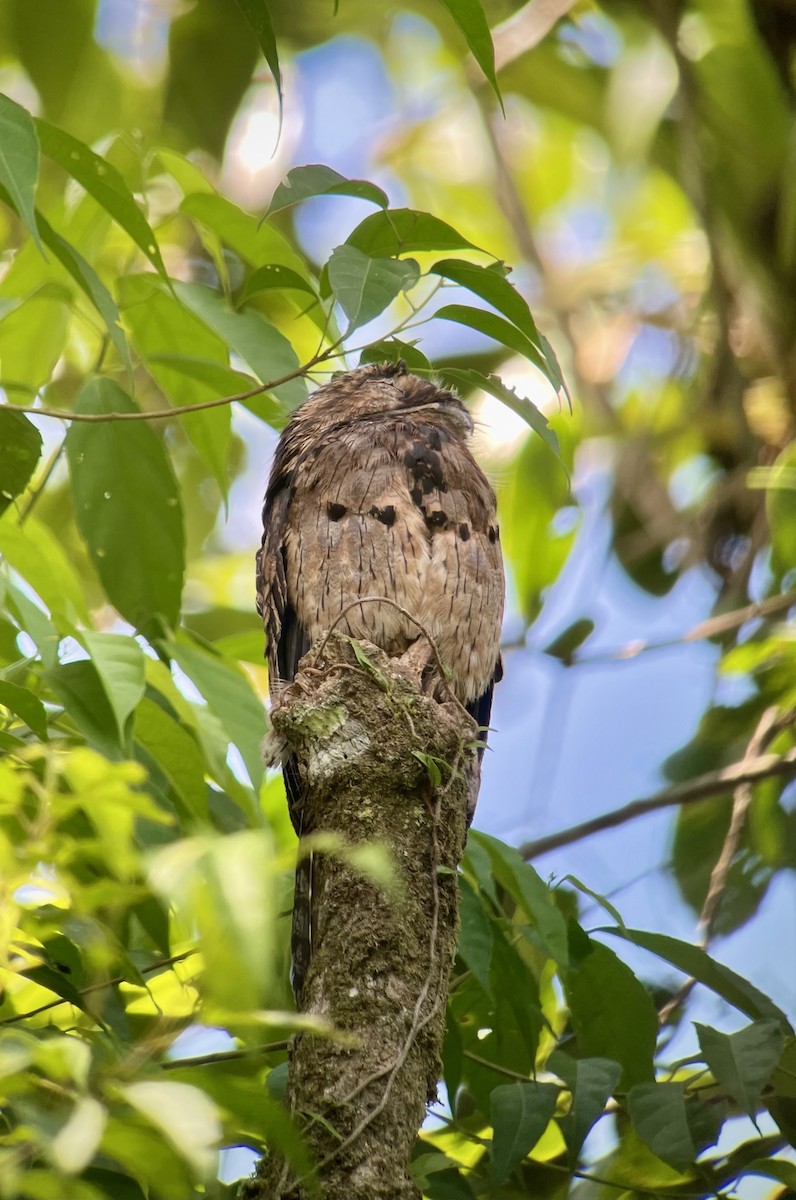 Common Potoo - ML374841881