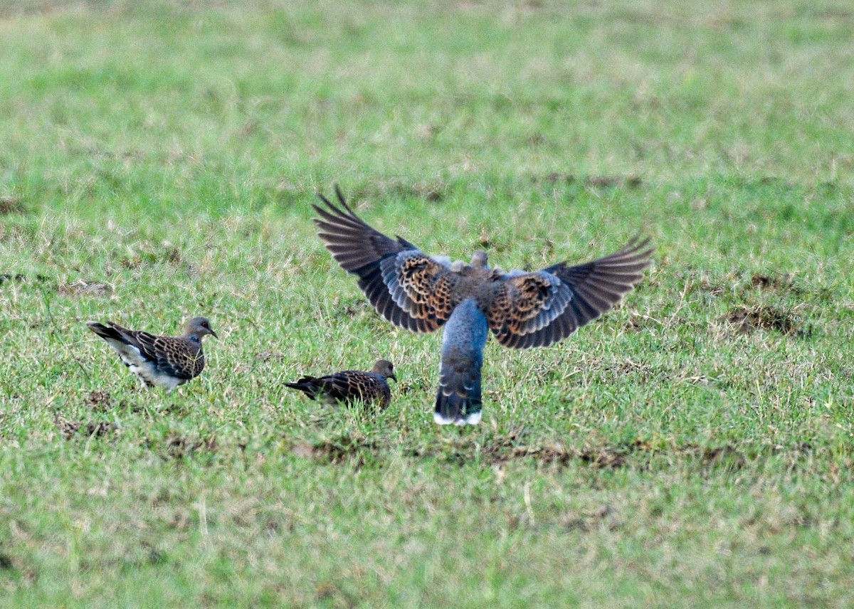 Oriental Turtle-Dove - ML374842391