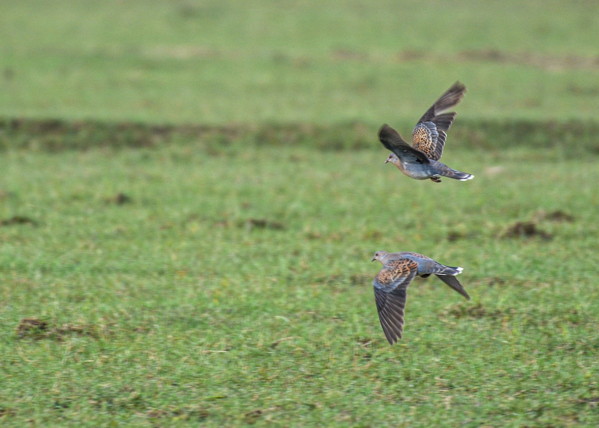 Oriental Turtle-Dove - ML374842461