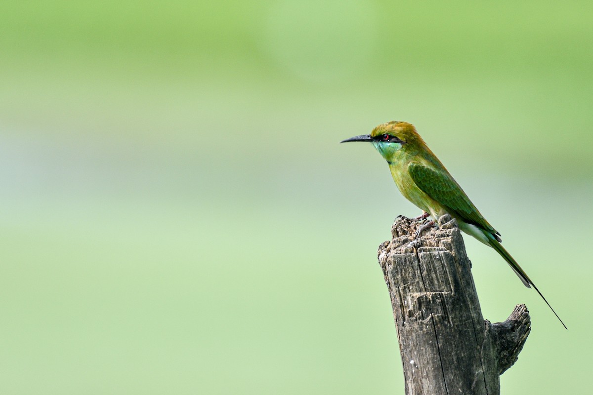 Asian Green Bee-eater - ML374842841