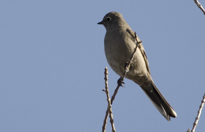Townsend's Solitaire - ML37484291