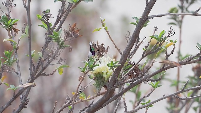 Colibri noble (albolimbata) - ML374843001