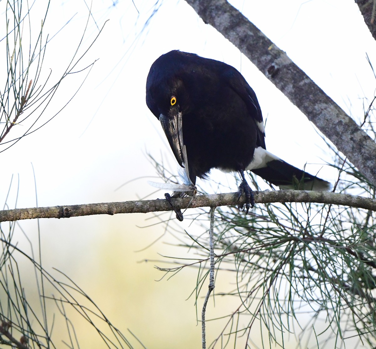 Pied Currawong - Andy Gee