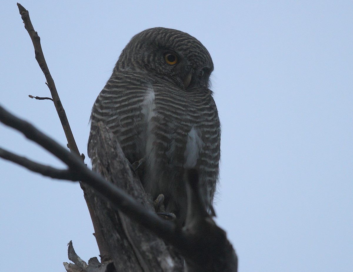 Asian Barred Owlet - ML374843621