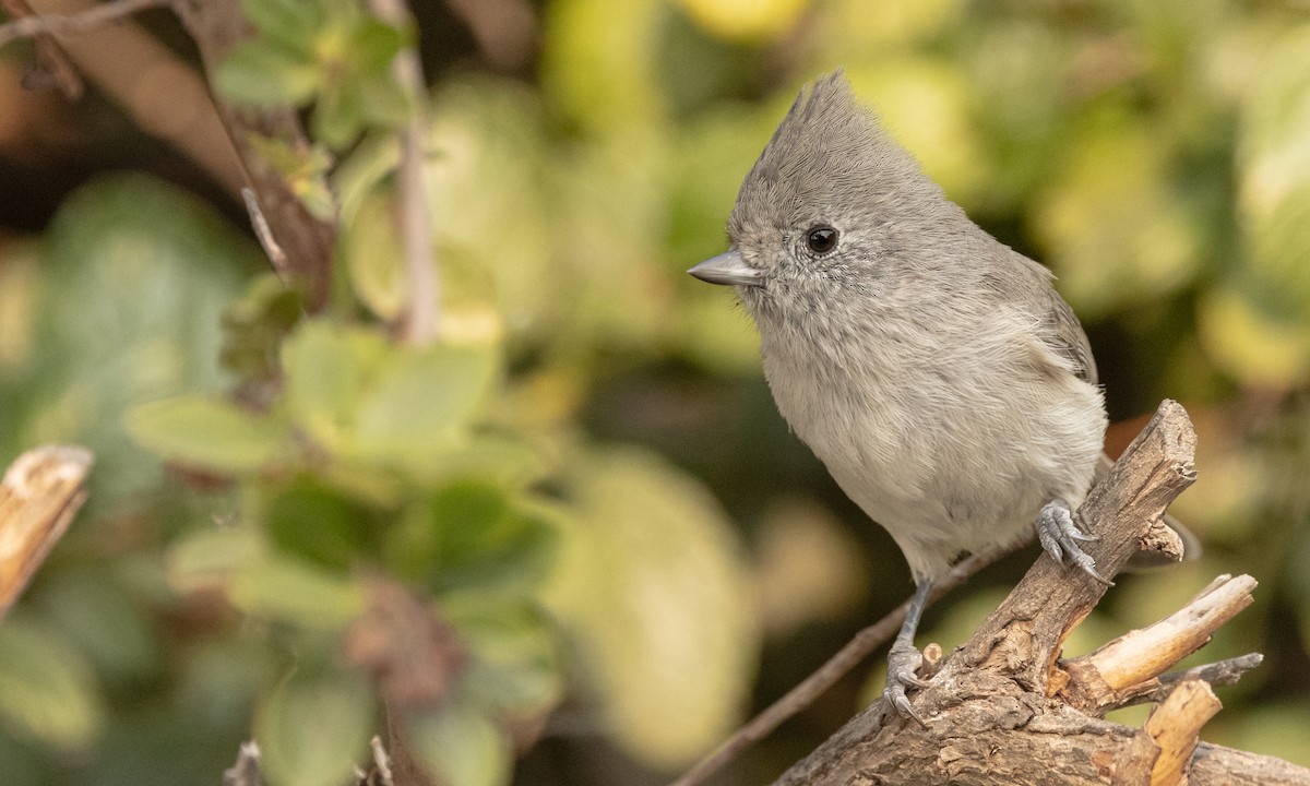 Oak Titmouse - ML374843761