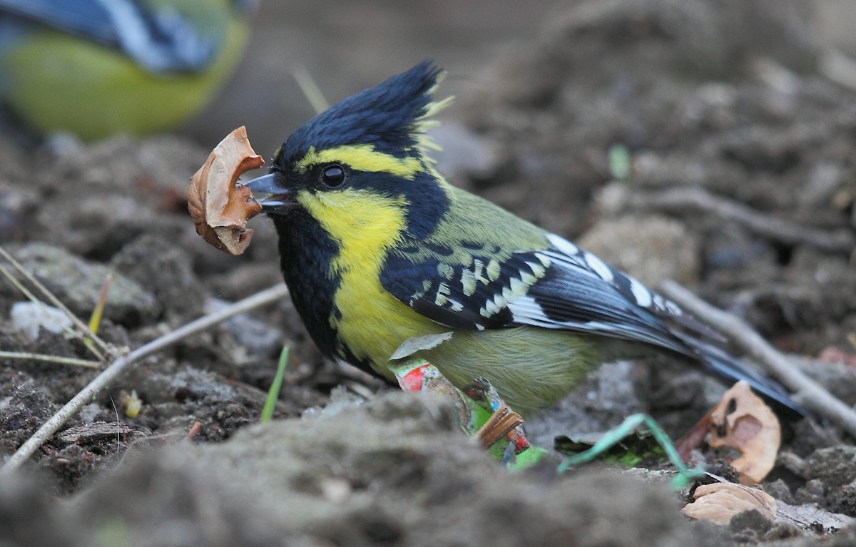 Himalayan Black-lored Tit - ML374843771