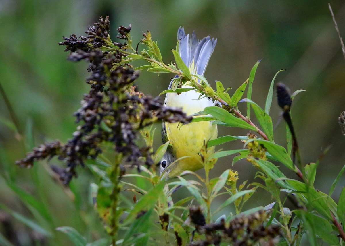 Nashville Warbler - John King