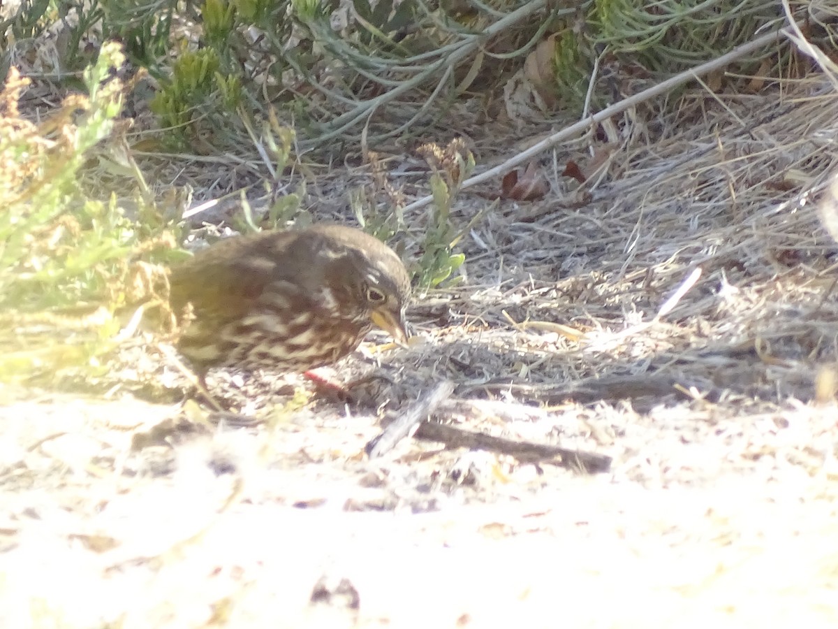 Fox Sparrow (Sooty) - ML374844611