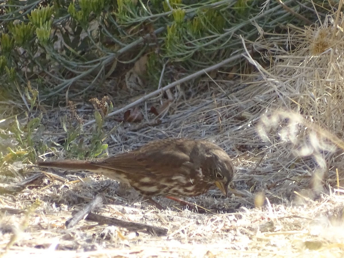 Fox Sparrow (Sooty) - ML374844621