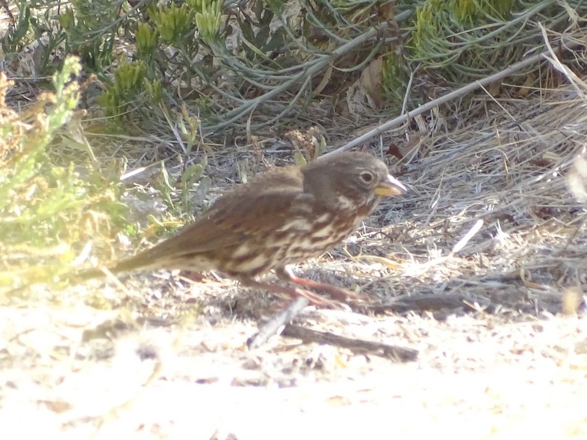 Fox Sparrow (Sooty) - ML374844641