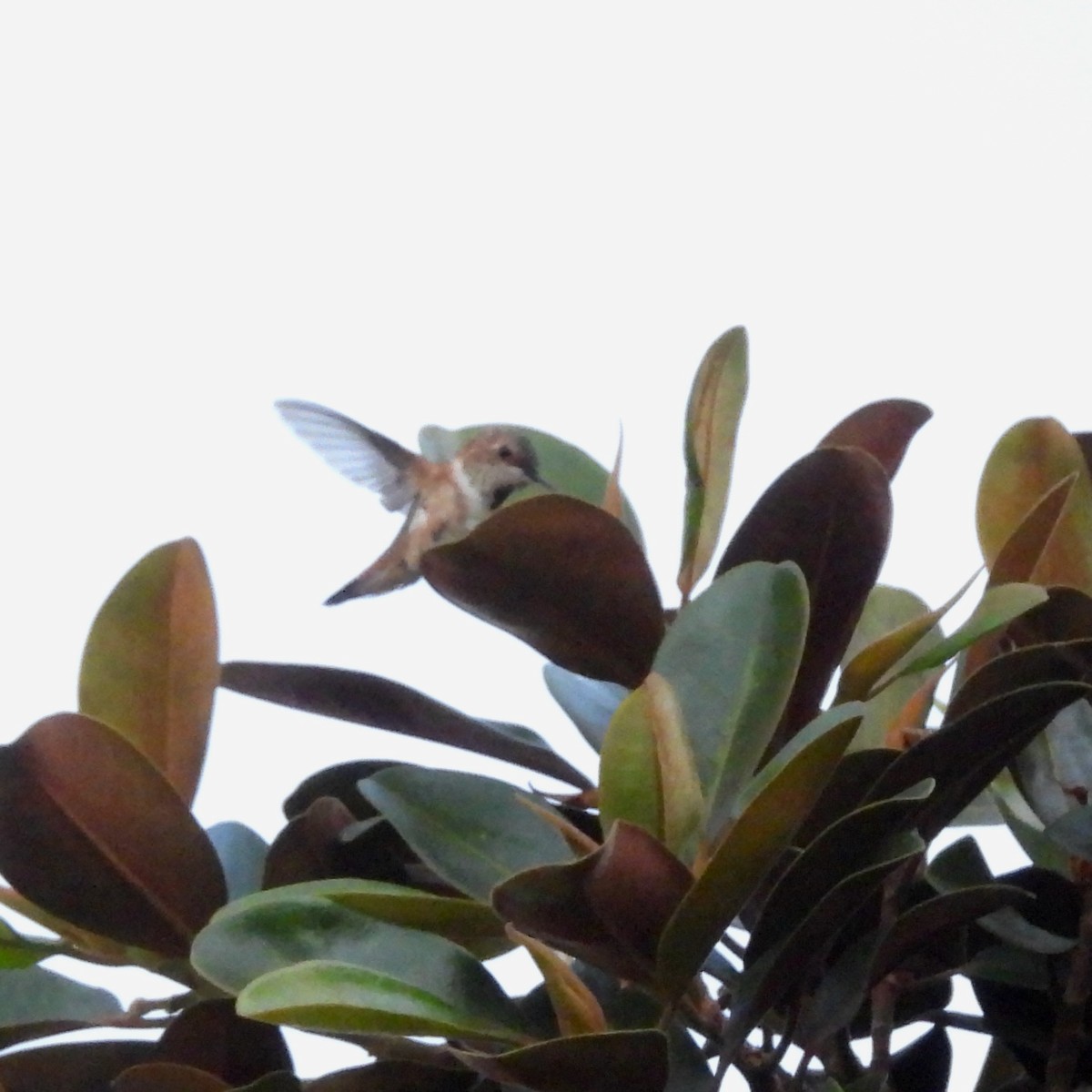 Allen's Hummingbird - Martha Wild