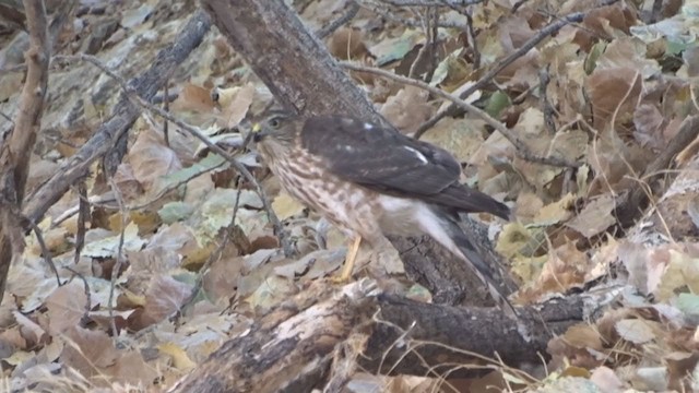 Sharp-shinned Hawk - ML374846001