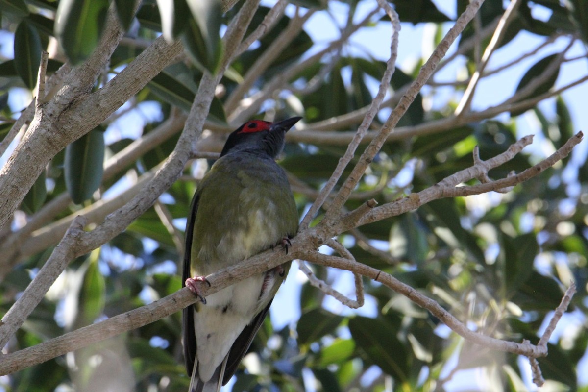 Australasian Figbird - Veronica Prins