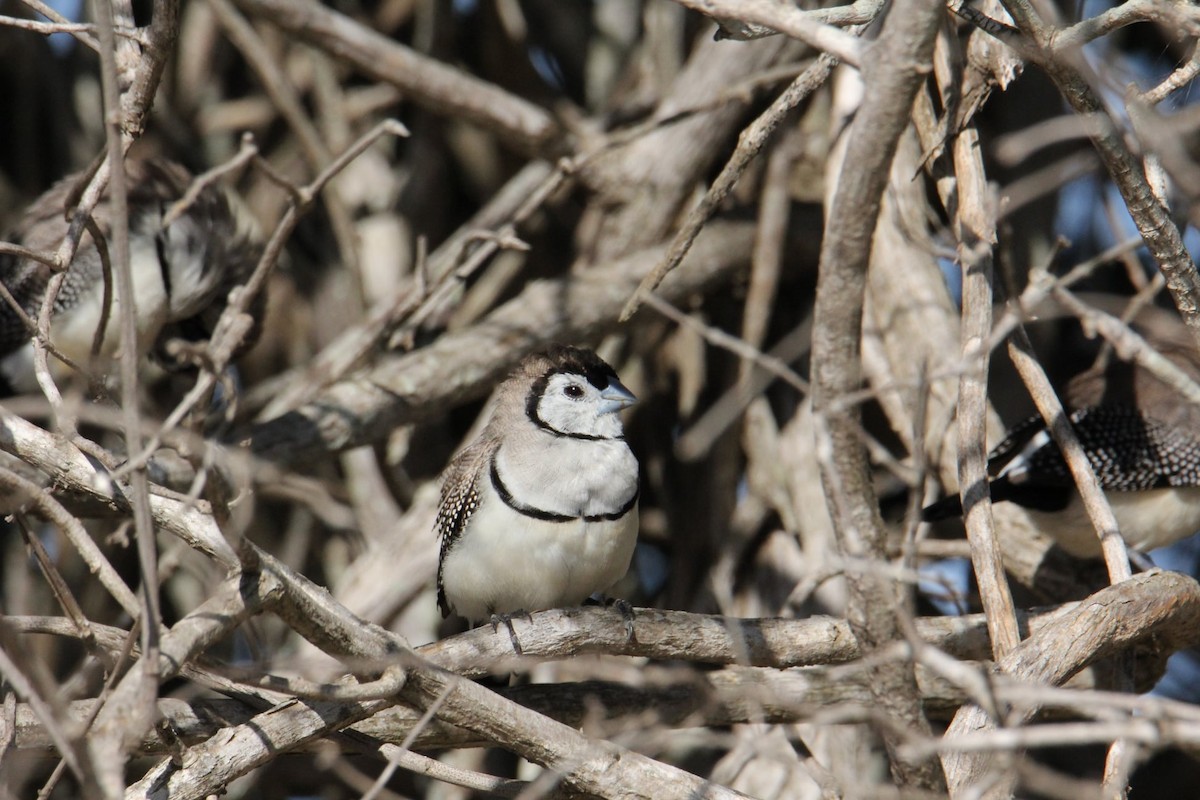 Double-barred Finch - Veronica Prins