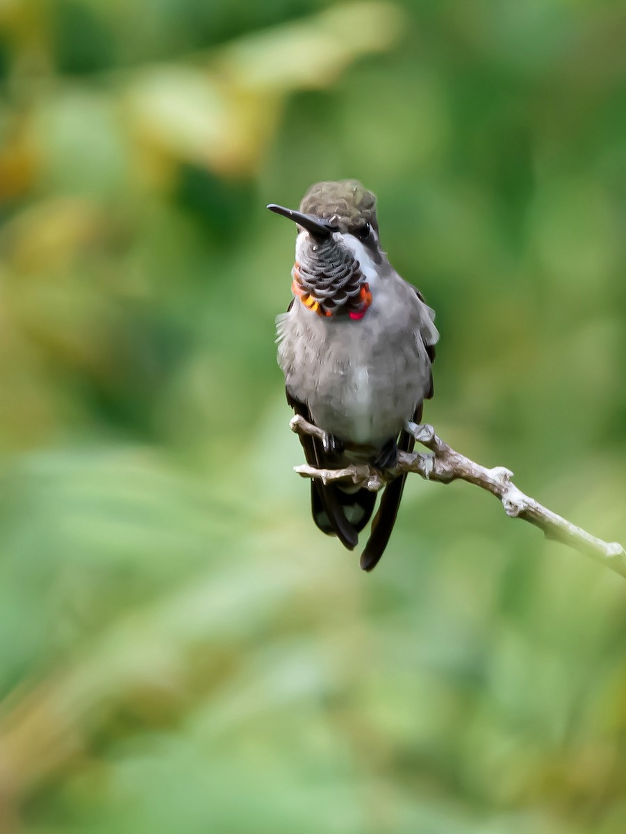 Plain-capped Starthroat - Anonymous