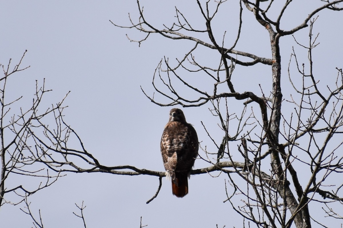 Red-tailed Hawk - ML374851841
