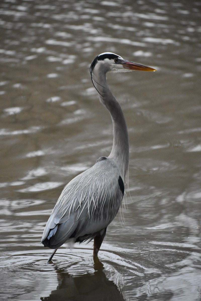 Great Blue Heron - ML374852951