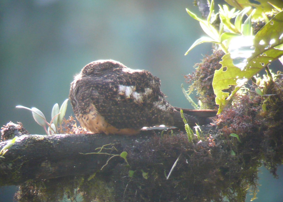 Rufous-bellied Nighthawk - Justyn Stahl