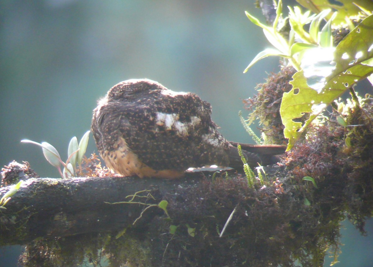 Rufous-bellied Nighthawk - ML37485321